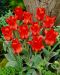 Raitatulppaani Punahilkka 10 kpl