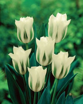 Vihreäraitatulppaani Spring Green 10 kpl