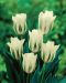 Vihreäraitatulppaani Spring Green 10 kpl