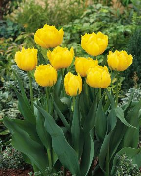 Kerrattu tulppaani Monte Carlo 10 kpl