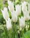 Liljatulppaani White Triumphator 10 kpl