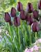 Tulppaani Queen of Night 10 kpl
