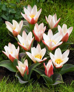 Lummetulppaani Heart´s Delight 10 kpl