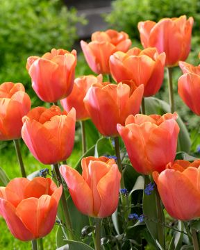 Tulppaani Jimmy 10 kpl