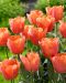 Tulppaani Jimmy 10 kpl
