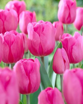 Tulppaani Don Quichotte 10 kpl