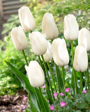 Tulitulppaani Purissima 10 kpl