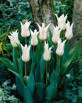 Liljatulppaani Tres Chic 10 kpl