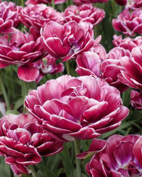 Kerrattu tulppaani Dream Touch 10 kpl