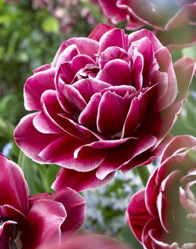 Kerrattu tulppaani Dream Touch 10 kpl