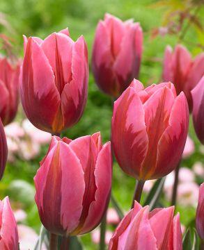 Tulppaani Pretty Princess 10 kpl