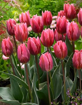 Tulppaani Pretty Princess 10 kpl