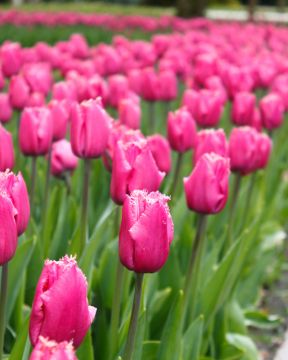 Ripsureunatulppaani Louvre 10 kpl