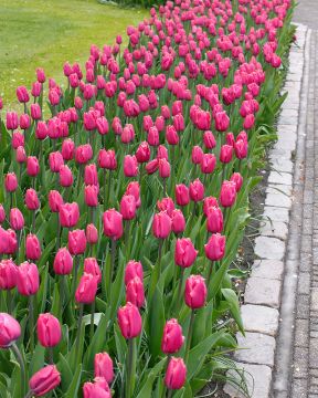 Ripsureunatulppaani Louvre 10 kpl