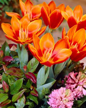 Lummetulppaani Early Harvest 10 kpl