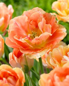 Kerrattu tulppaani Charming Beauty 10 kpl