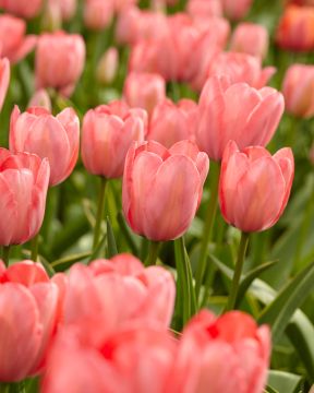 Darwintulppaani Apricot Impression 10 kpl