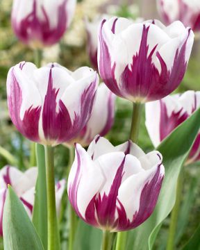 Tulppaani Rem's Favourite 10 kpl