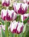 Tulppaani Rem's Favourite 10 kpl