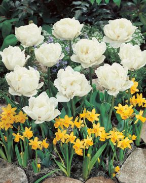 Kerrattu tulppaani Mount Tacoma 10 kpl