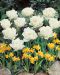 Kerrattu tulppaani Mount Tacoma 10 kpl
