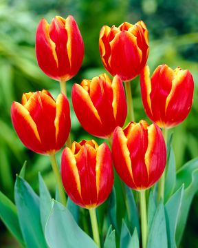 Tulppaani Laura Fygi 10 kpl