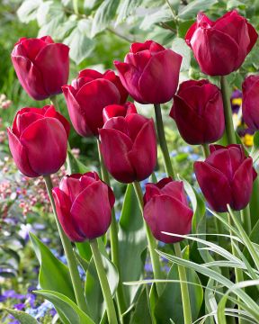 Tulppaani Attila Graffiti 10 kpl