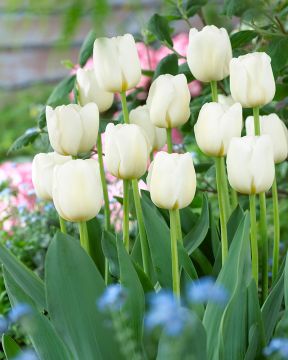 Tulppaani Antarctica 10 kpl