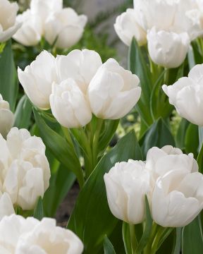 Sarjatulppaani Roos 10 kpl