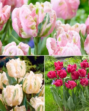 Papukaijatulppaani mix 30 kpl