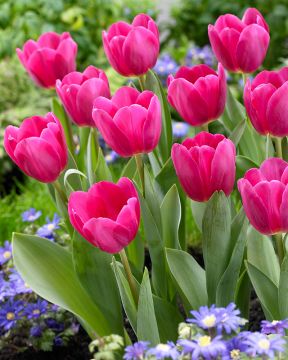 Tulppaani Barcelona 10 kpl