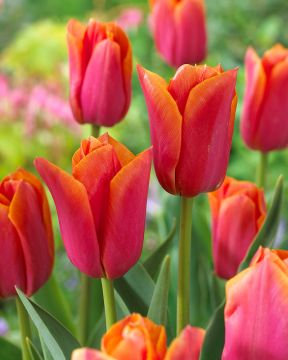 Tulppaani Orange Dynasty 10 kpl