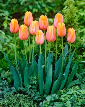 Tulppaani Sunrise Dynasty 10 kpl