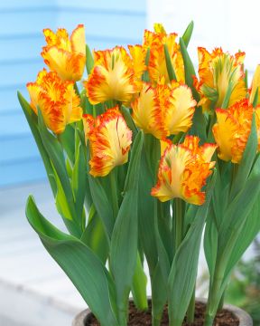 Papukaijatulppaani Caribbean Parrot 10 kpl