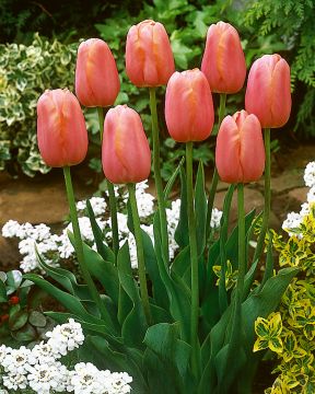 Jättitulppaani Menton 10 kpl