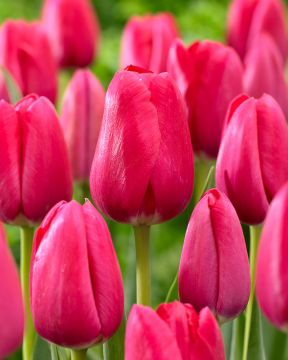 Tulppaani The Cure 10 kpl