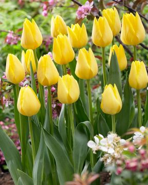 Tulppaani Friendship 10 kpl