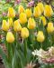 Tulppaani Friendship 10 kpl
