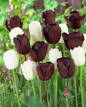 Yön kuningatar -tulppaani mix 20 kpl