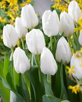 Tulppaani Darwisnow 10 kpl