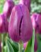 Tulppaani Purple Flag 10 kpl