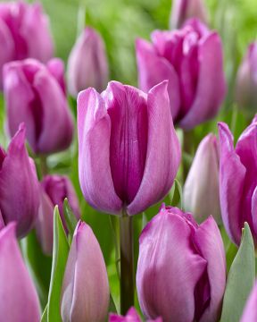 Tulppaani Magic Lavender 10 kpl