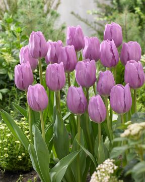 Tulppaani Alibi 10 kpl