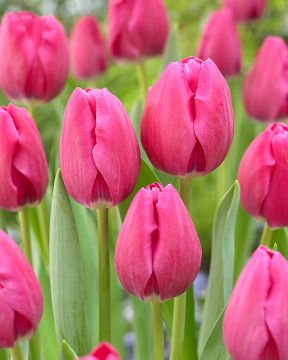 Tulppaani Huntsville 10 kpl