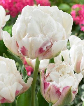 Kerrattu tulppaani Ice Wonder 10 kpl