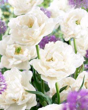 Kerrattu tulppaani Ice Wonder 10 kpl