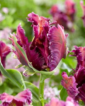 Papukaijatulppaani Mysterious Parrot 10 kpl