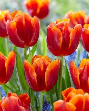 Tulppaani Angela Merkel 10 kpl