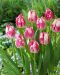 Tulppaani Blenda Flame 10 kpl