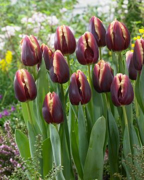 Tulppaani Doberman 10 kpl